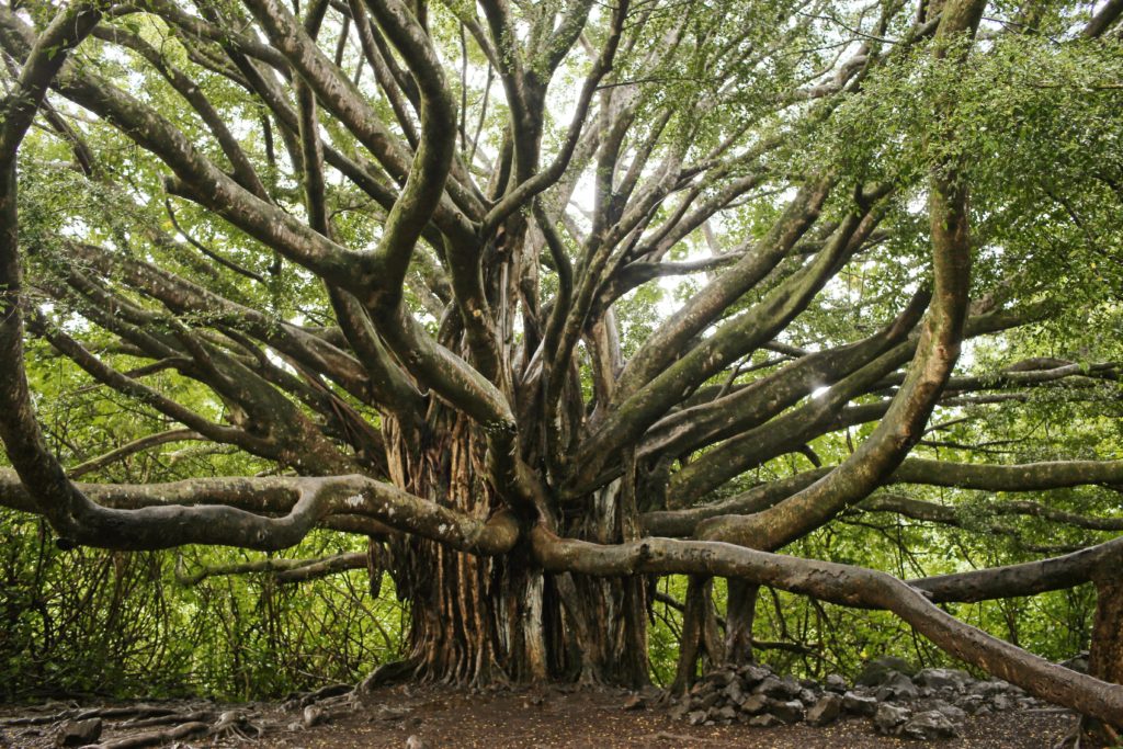 Image of Banyan tree