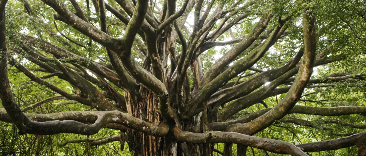 Image of Banyan tree