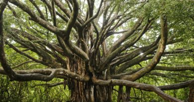 Image of Banyan tree