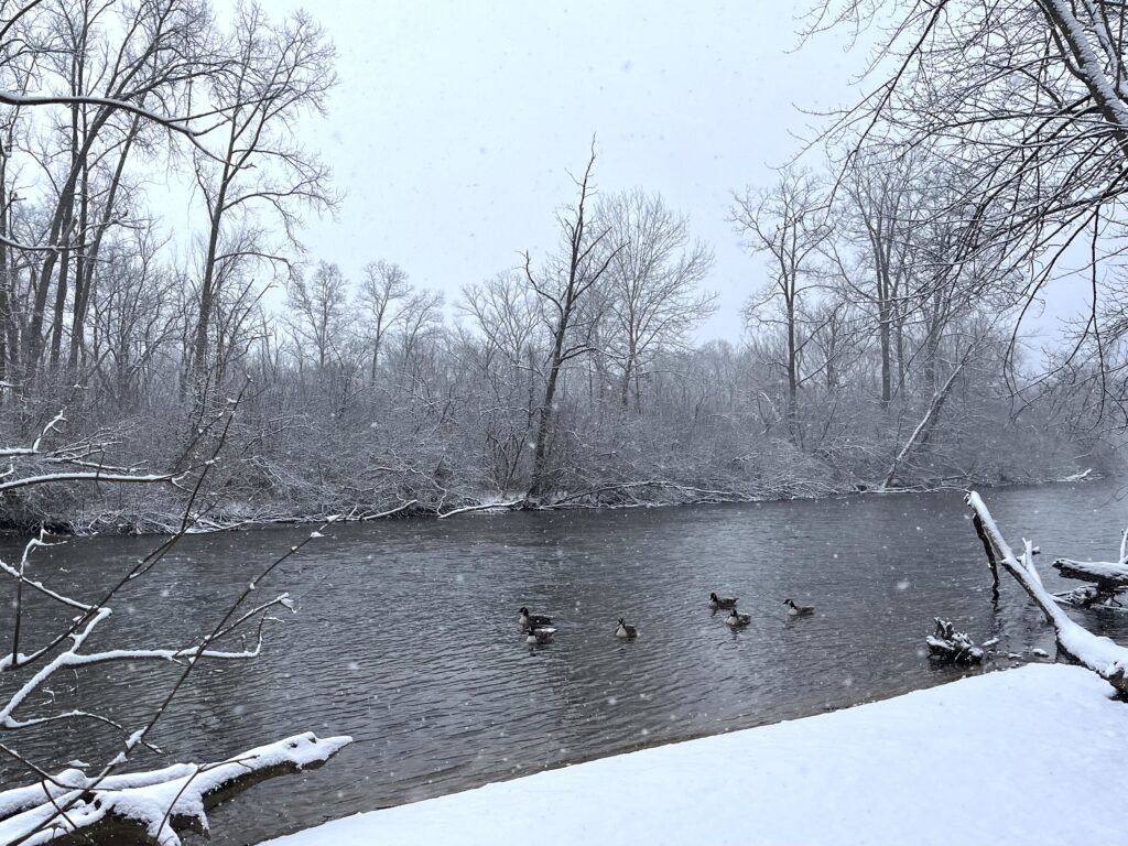 Geese on the Huron River while snow falls in Nichols Arboretum.