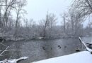 Geese on the Huron River while snow falls in Nichols Arboretum.