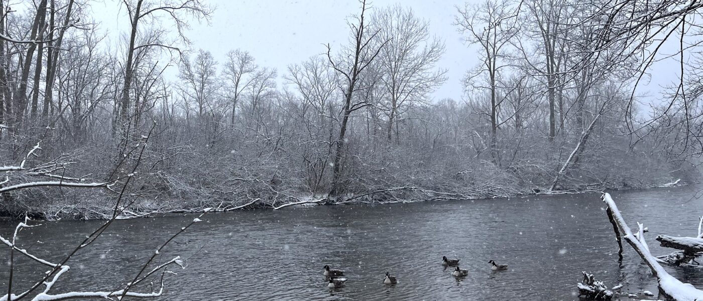 Geese on the Huron River while snow falls in Nichols Arboretum.