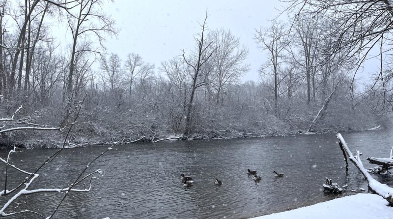 Geese on the Huron River while snow falls in Nichols Arboretum.