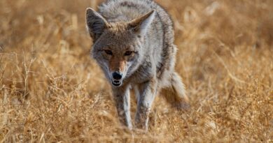 A coyote wanders through a field of dry grasses.