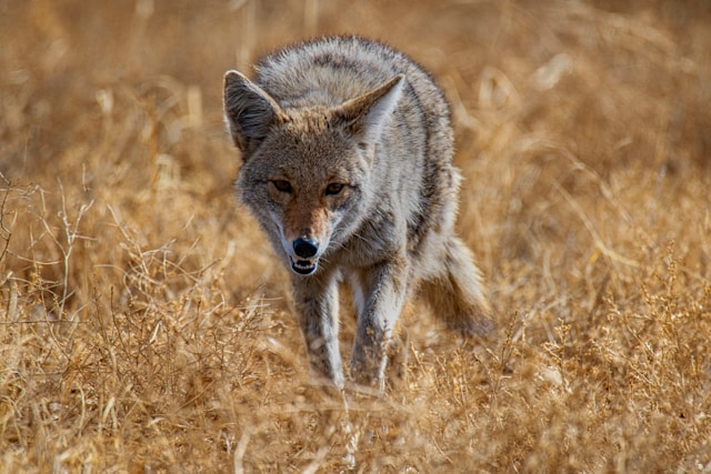 A coyote wanders through a field of dry grasses.