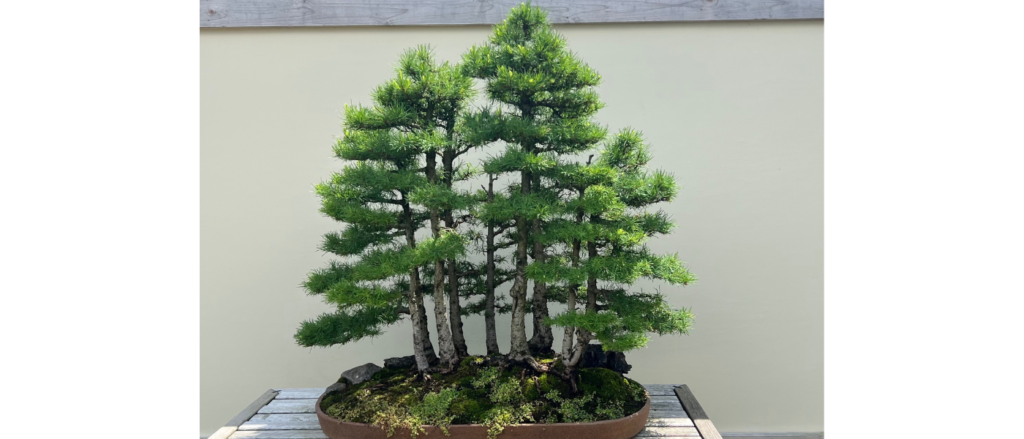 Bonsai Tree in Matthaei Botanical Gardens