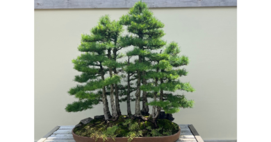 Bonsai Tree in Matthaei Botanical Gardens