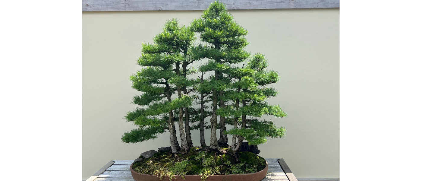 Bonsai Tree in Matthaei Botanical Gardens