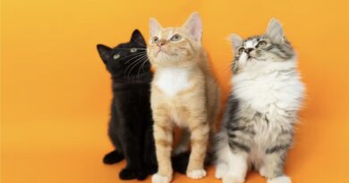 The Rise of Student Pet Ownership at Michigan