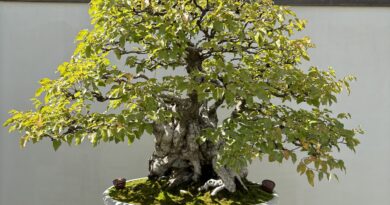 Bonsai at Matthaei Botanical Gardens