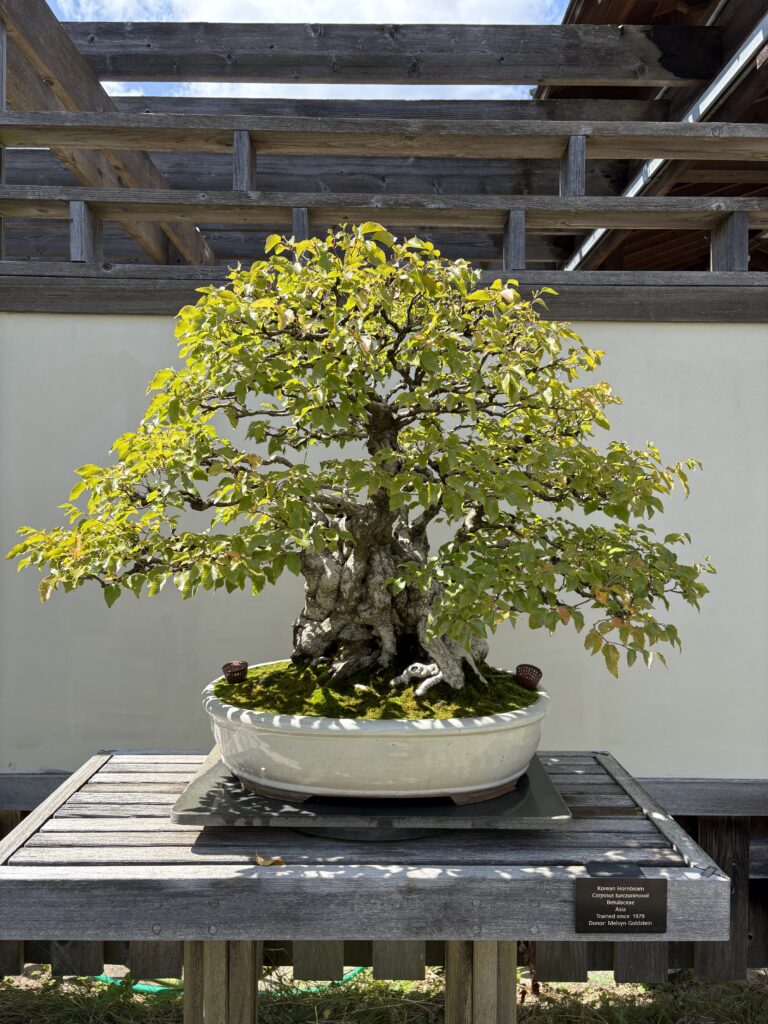 Bonsai at Matthaei Botanical Gardens